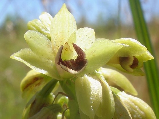 Orthochilus foliosus surviving name changes